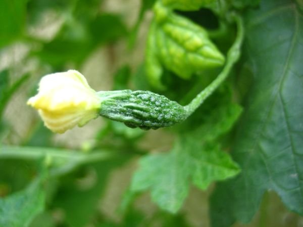 Baby Bitter Gourd কচি উচ্ছে