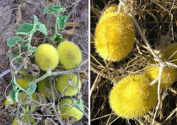 Teasel Gourd দেশি কাঁকরোল