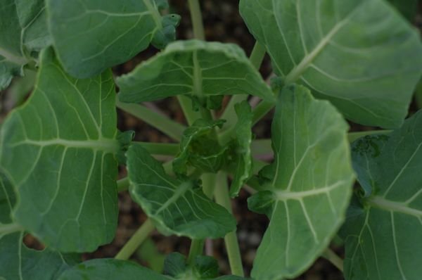 Cabbage বাঁধাকপি