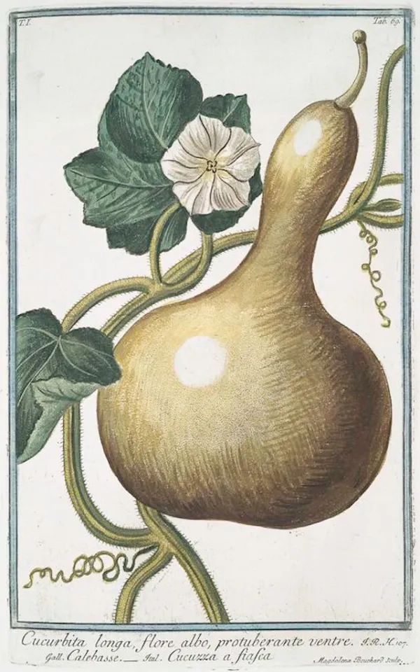 Bottle Gourd কচি লাউ
