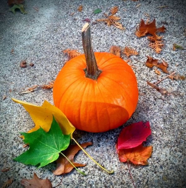 Pumpkin Leaves মিষ্টি কুমড়া শাক