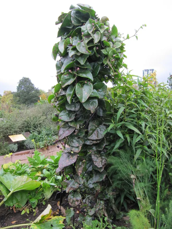 Malabar Spinach পুঁই শাক