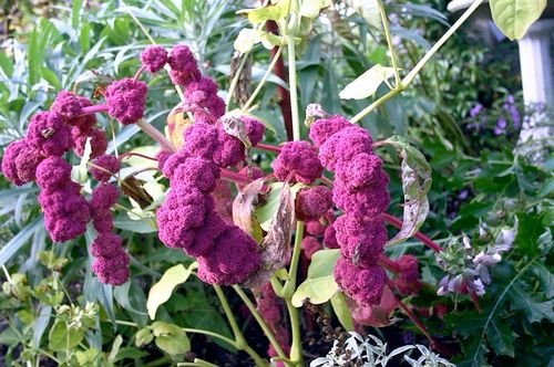 Red Amaranth লাল শাক