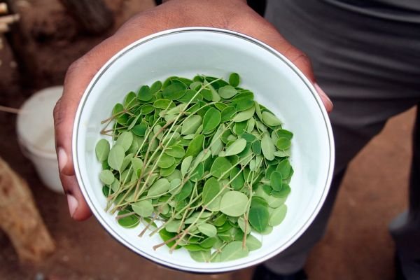 Moringa Leaves সাজনা শাক