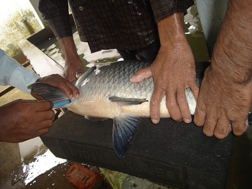Catla Fish কাতলা মাছ