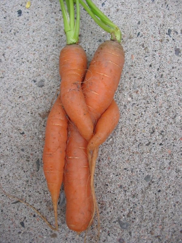 Carrot কচি গাজর